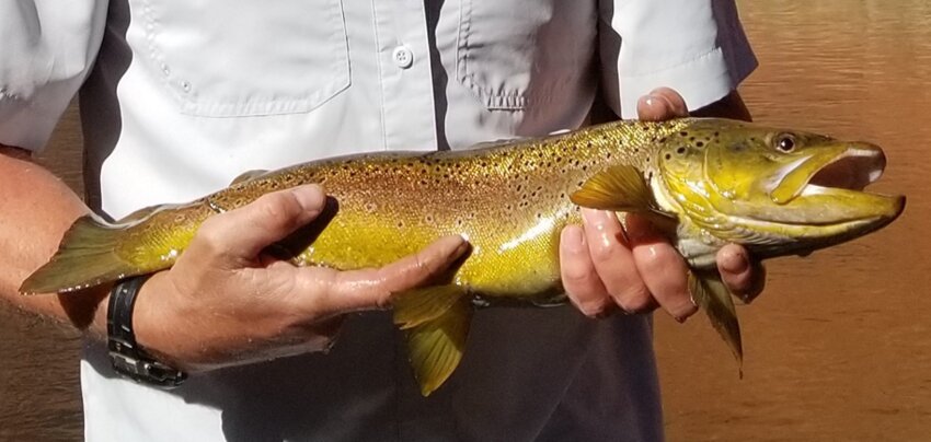 Brown trout.