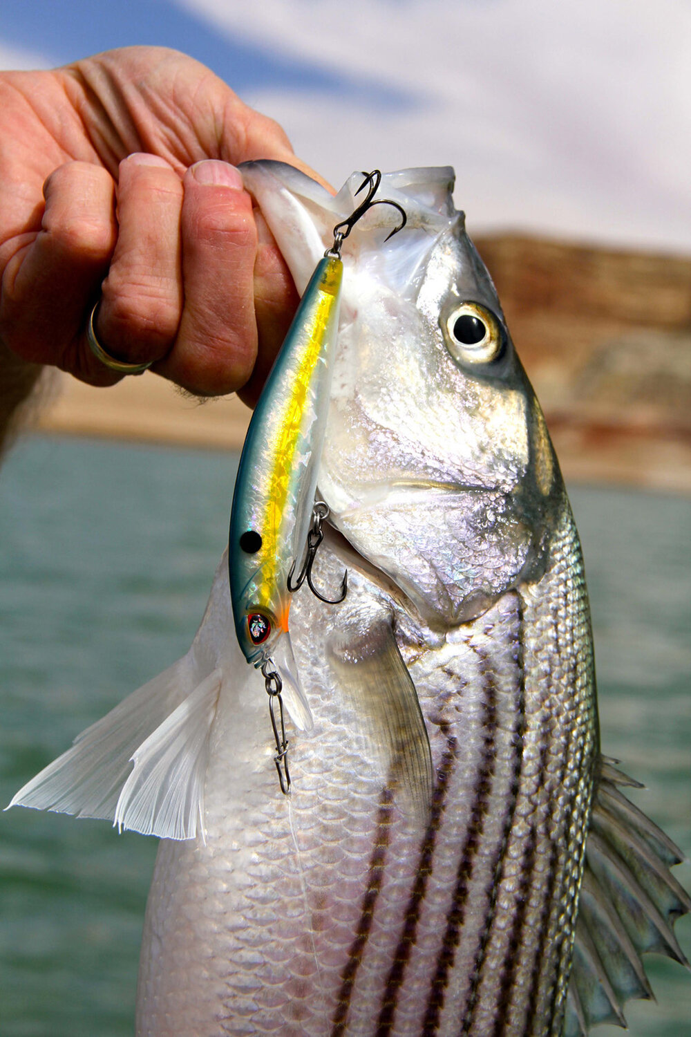 Stripers are officially on top water across the lake - Lake Powell