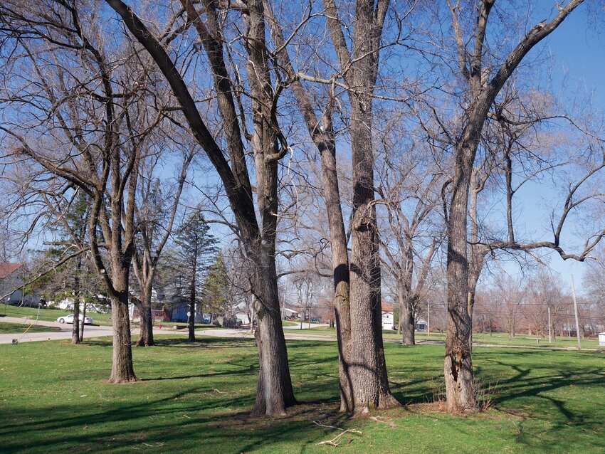A portion of the city arboretum, now known as The Carol McFeeters-Thompson Arboretum.  The city read a proclamation March 5 declaring the naming of the area for the local naturalist.