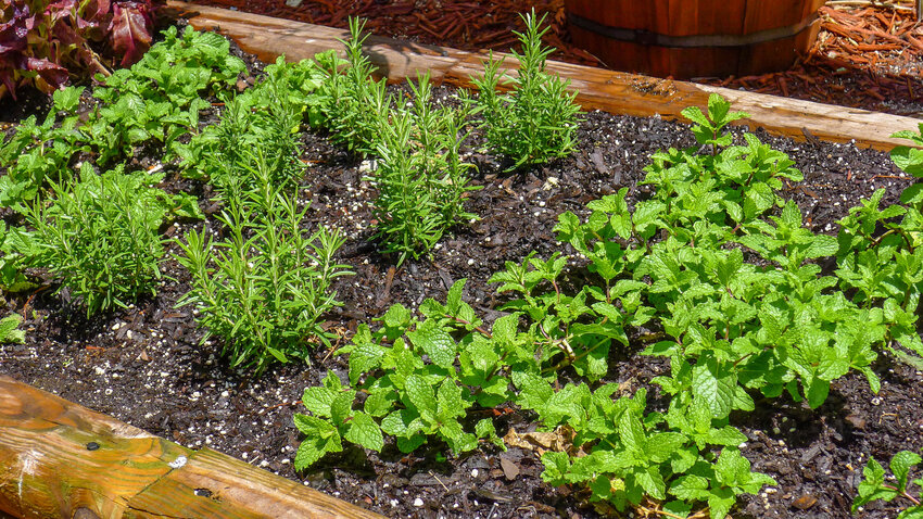 The University of Illinois Extension Master Gardener Program will be presenting a free workshop on Herb Gardening at 6 p.m. Monday, April 22 at Graves-Hume Public Library in Mendota.