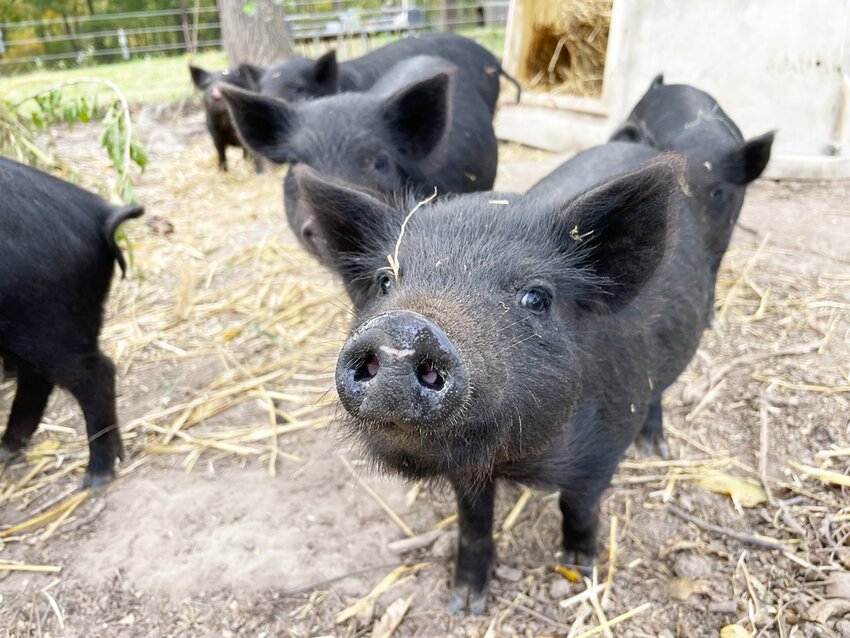 The Bruns family gave everyone tours of their 12-acre homestead, Happily Homegrown.