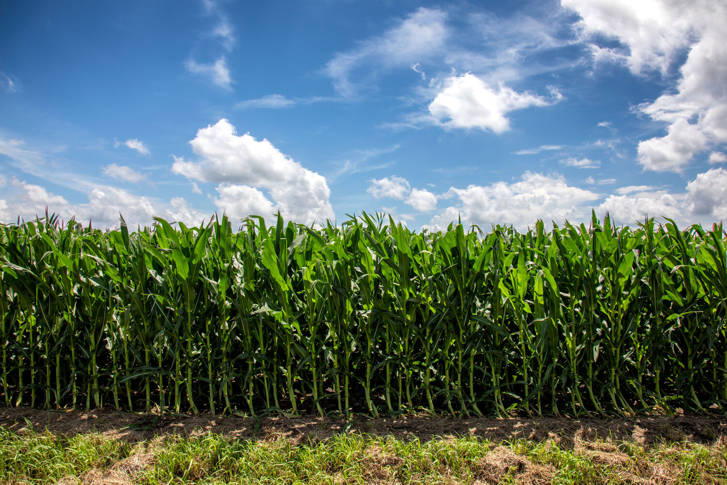 Crop price forecasts increasingly pessimistic