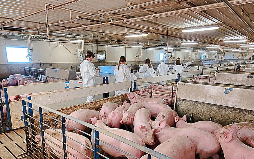 Youths learn about the swine industry at the South Dakota swine summit.