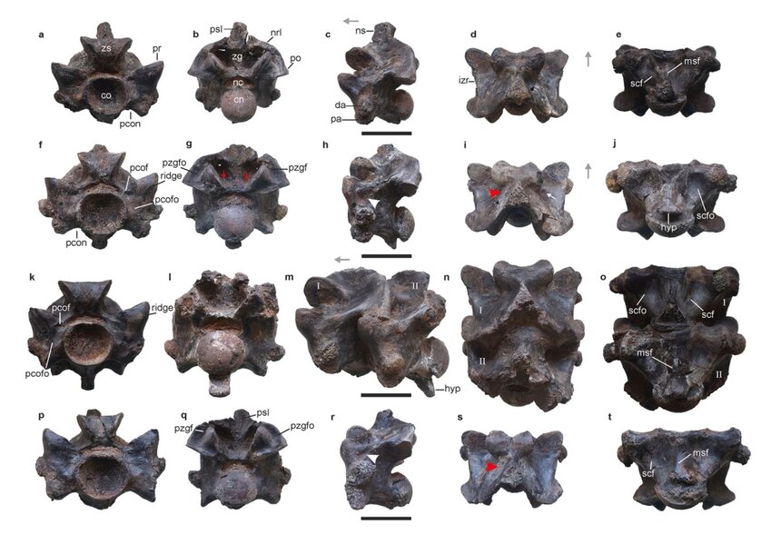 This image provided by researchers in April shows views of some of the vertebrae of Vasuki indicus, a newly discovered extinct snake from about 47 million years ago, estimated to reach nearly 50 feet long. The scale bar at the center of each row showing rotated views of an individual vertebra indicates almost 2 inches.