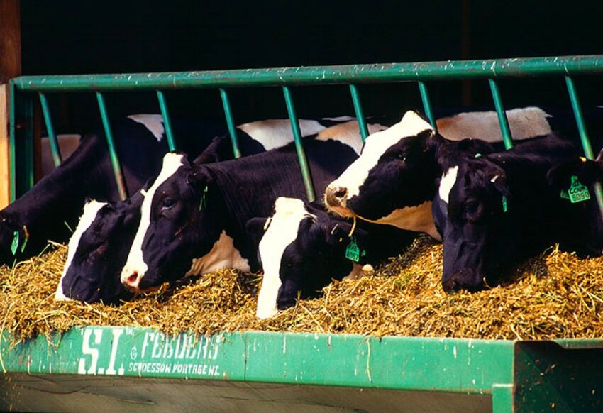 The U.S. Department of Agriculture will require certain dairy cattle to be tested for avian influenza before they can be transported to a different state.