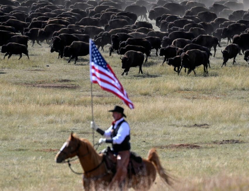 Buffalo Roundup sets record at Custer State Park Brookings Register