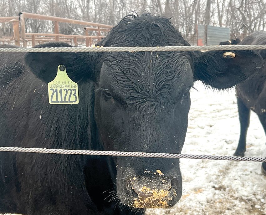 Ted Smith of rural Flandreau says that six cattle went missing from his farm earlier this month. The six were in pen just off the gravel road he lives on, none had his brand on them but had ear tags. A notice has gone out to area sale barns to watch for them but so far, no suspects have been located in the theft.
