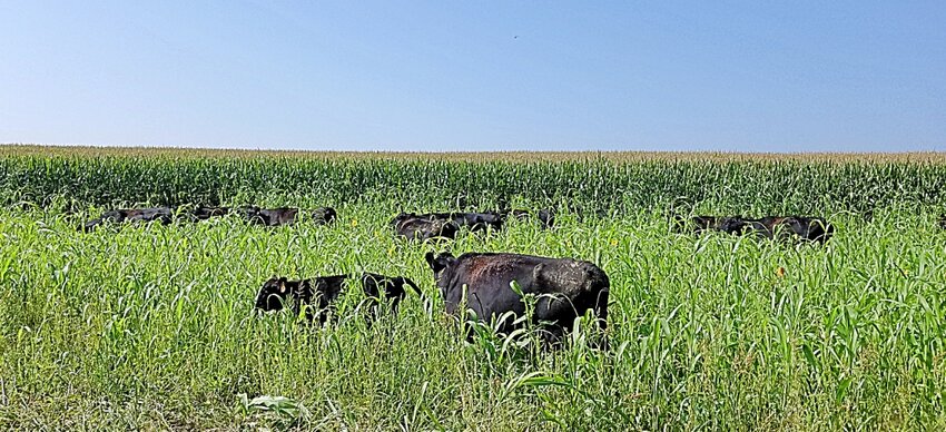 Grazing cattle on cover crops can be an excellent way to both make the cover crop pay for itself and reap the soil health benefits of incorporating livestock on cropland.
