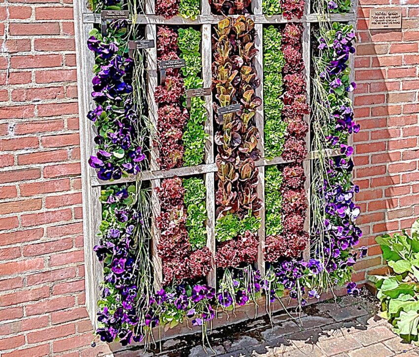 A vertical garden filled with purple pansies, chives and a variety of lettuce plants.