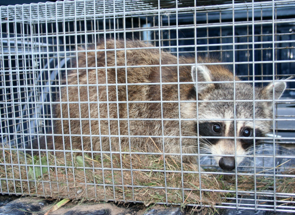 Raccoons are the animal targeted most under the South Dakota Nest Predator Bounty Program, which uses payments to encourage adults and children to trap and kill animals that prey on eggs and hatchlings of pheasants and ducks. (South Dakota News Watch file photo)