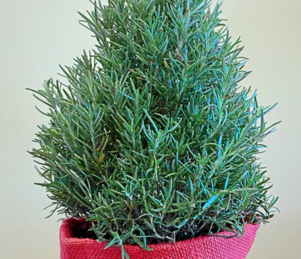 A rosemary topiary offers attractive foliage for holiday décor, a pine aroma, and herbs for holiday meals. (Photo courtesy melindamyers.com)