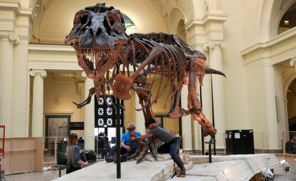 For years, the the massive mostly-intact dinosaur skeleton known as Sue the T-rex was at the center of a legal battle. The latest dispute involves who inherits what’s left of the money created by the sale of Sue. (AP file photo)
