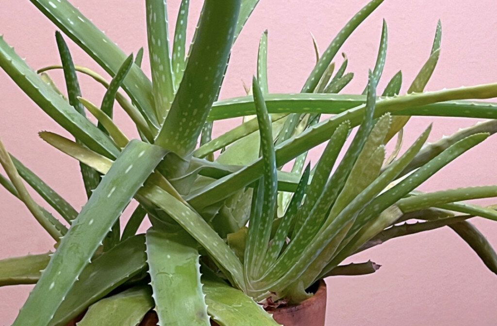 Aloe vera plants grow best in sunny windows away from cold drafts. (Photo courtesy of MelindaMyers.com)