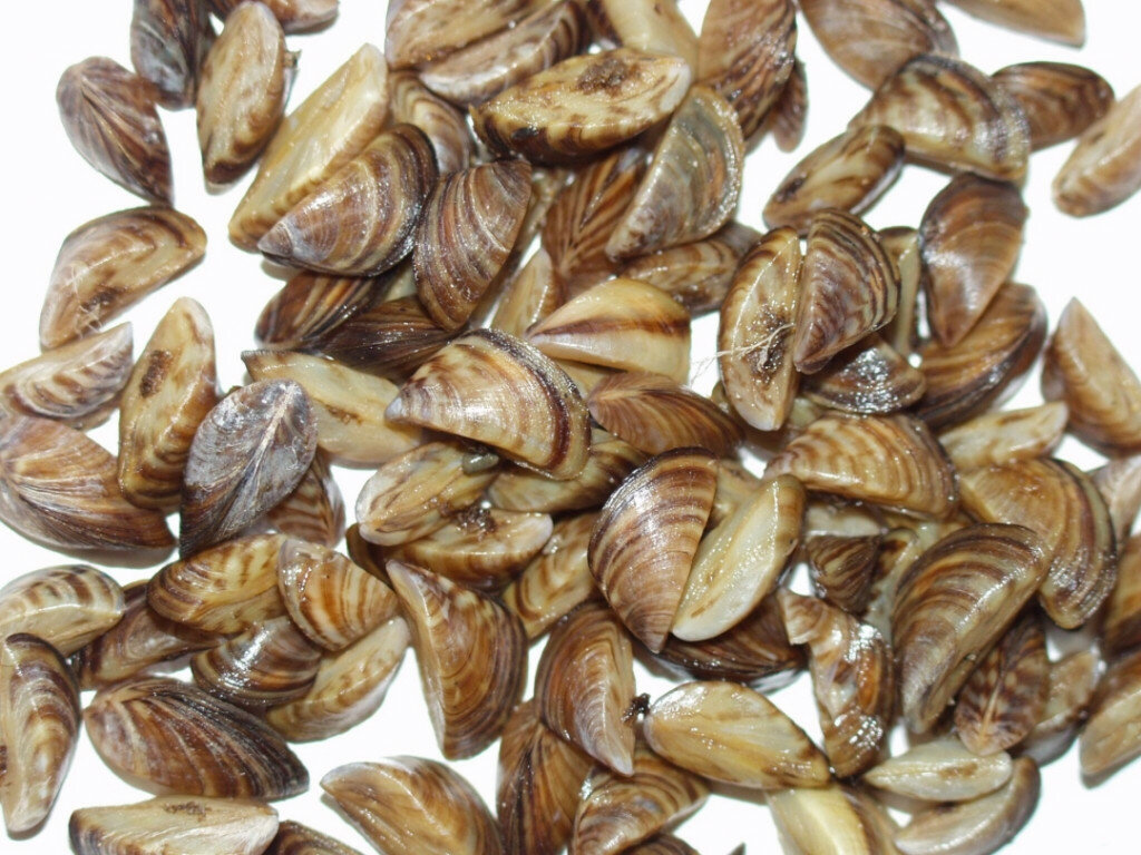 If preventative measures aren't taken, zebra mussels might be coming to a body of water near you. (Amy Benson/U.S. Geological Survey)