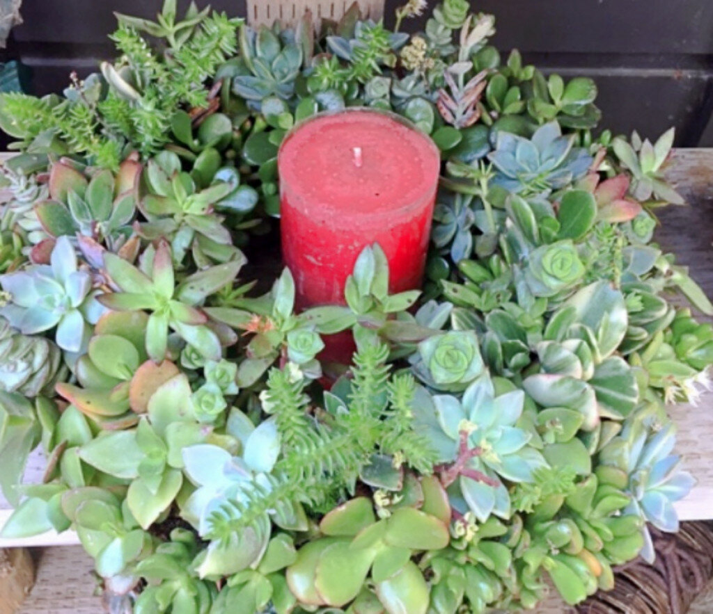 A succulent wreath placed around a candle makes a festive holiday centerpiece. (melindamyers.com photo)