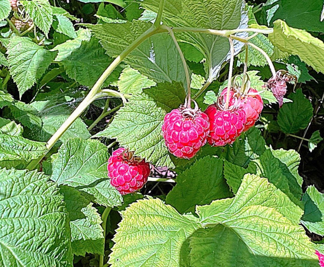 Prune raspberries for a good harvest - Brookings Register