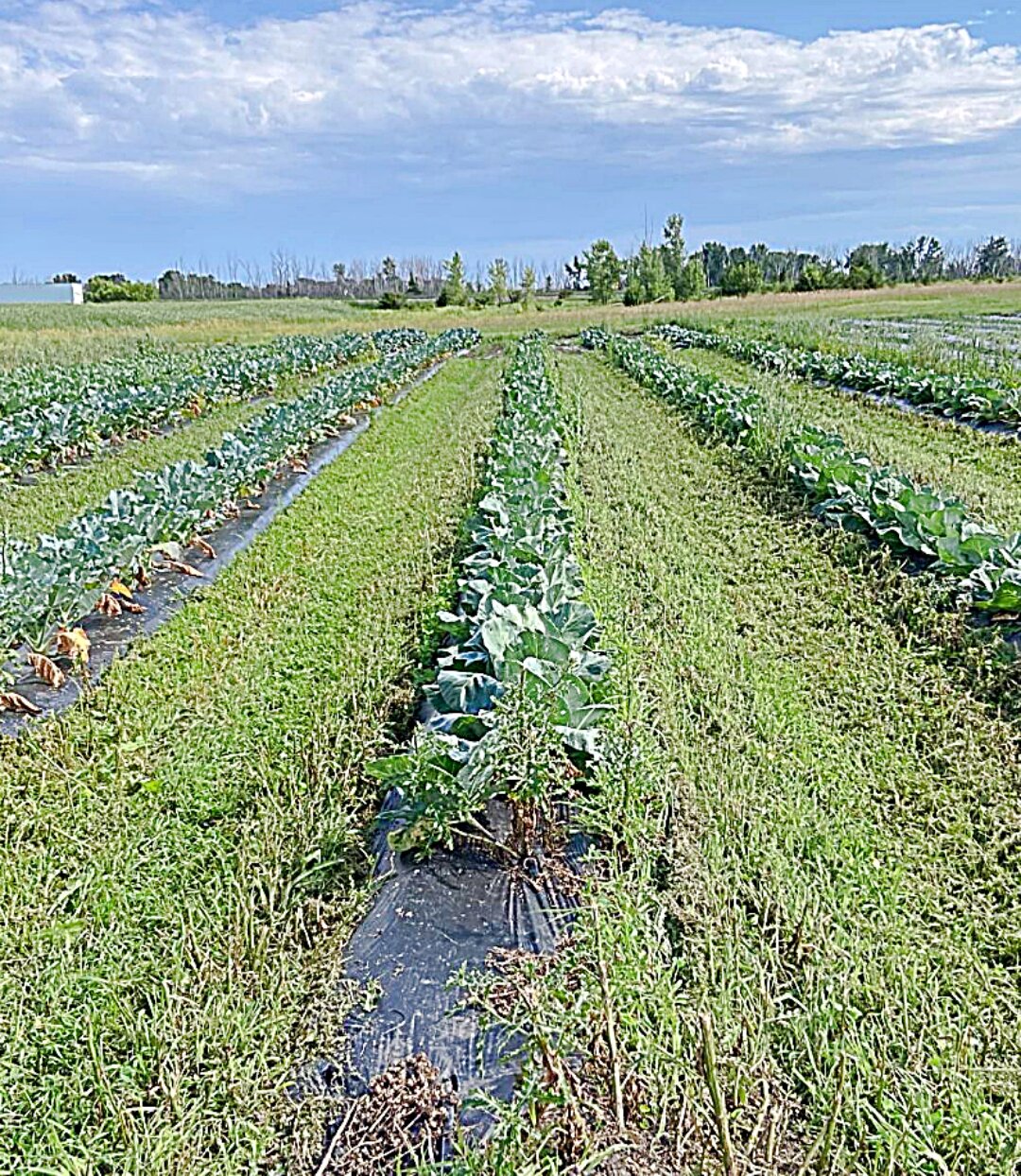 A field day for tillage and cover crops is scheduled near Worthing