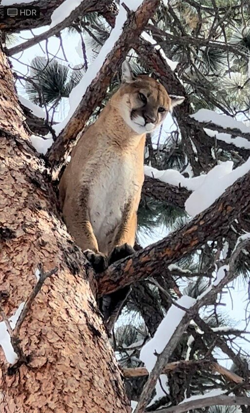 Photo of a neighboring Platte County mountain lion. According to the Wyoming Game and Fish Department, mountain lions are the most elusive of the large carnivore species and they are found all throughout Wyoming, but they are rarely seen.