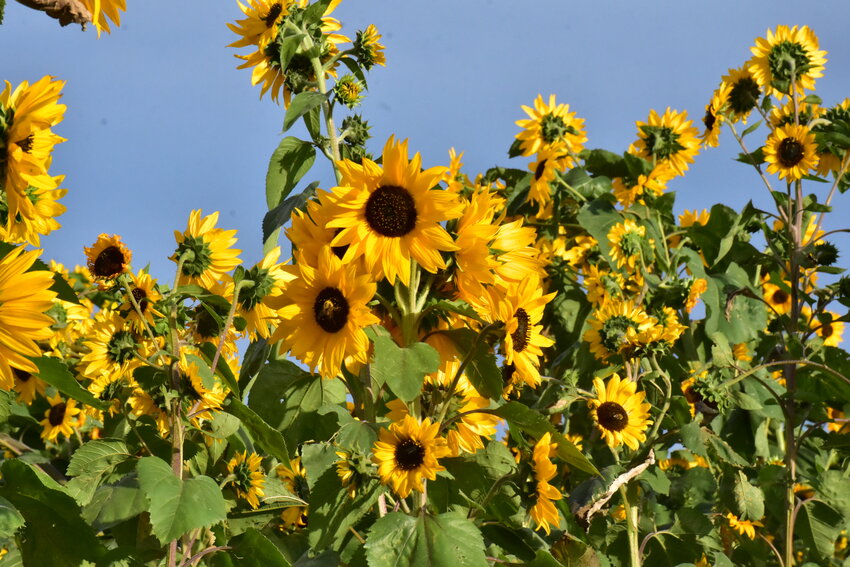 Ellis Harvest Home, just west of Lingle, provides hours of fun. The patch is heavily decorated with fall flowers, pumpkins and all the excitement of a fun fall day.