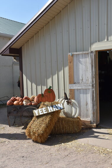 The weather in Goshen County was perfect for those in attendance of the local fall favorite, Yee Haw Daze, at the fairgrounds. Vendors traveled from as far away as Iowa to participate in the phenomenal craft and artisan market during the first weekend in October.