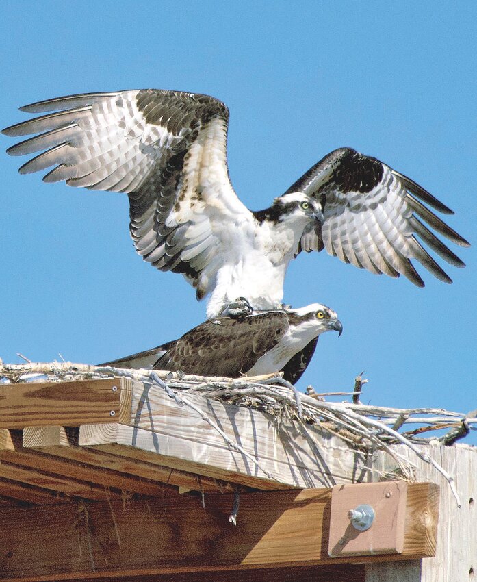 The large wing span of an osprey can be between four and six feet long. In flight, the long wings are held above horizontal, with a distinct bend at wrist.