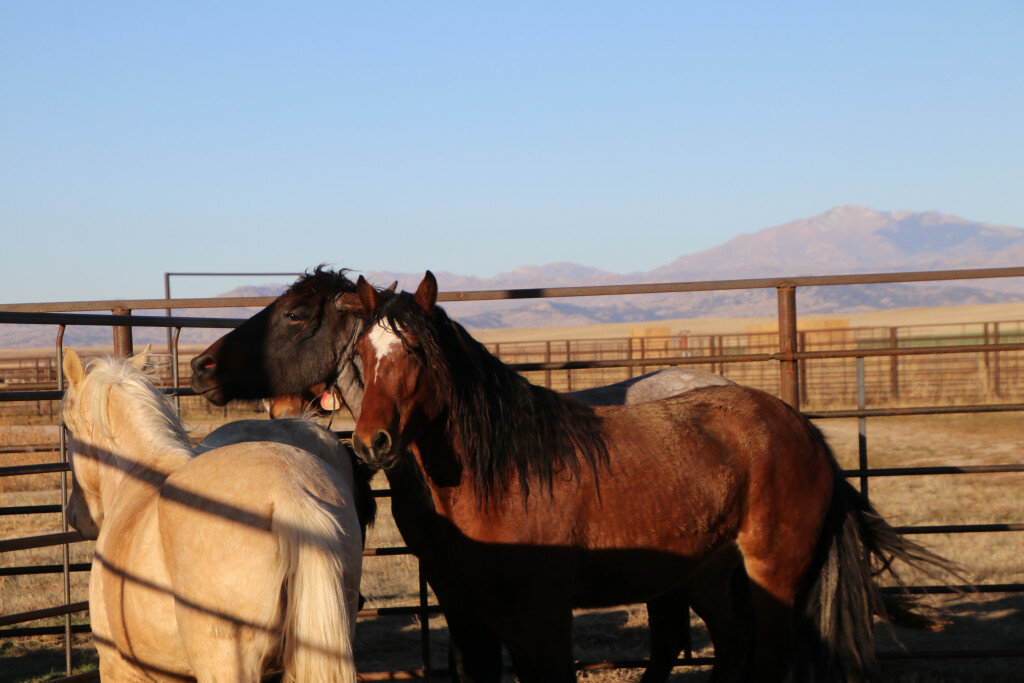 Pictured are a few of the 2800 horses that are out at Wheatland’s Off-Range Corral. The Bureau of Land Management is holding their first auction in over a year. The adoption will be through a week-long online auction March 13-20.
B2: In addition to horses, the BLM is hoping to adopt out burros as well as horses. Almost all of the animals that are in the facility were gathered from the wilds of Wyoming.
