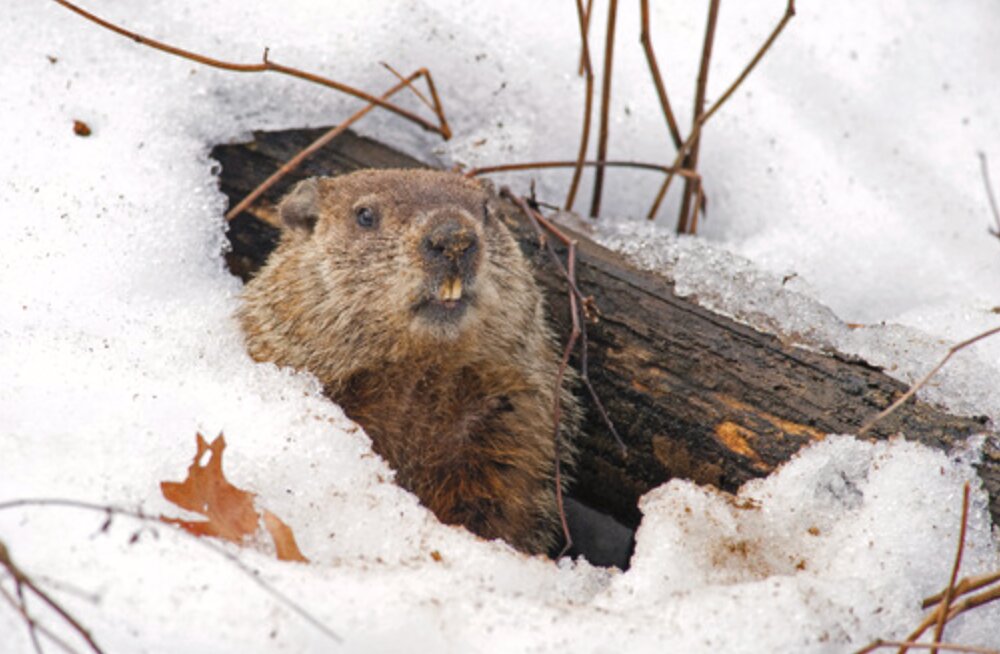 groundhog day in pa