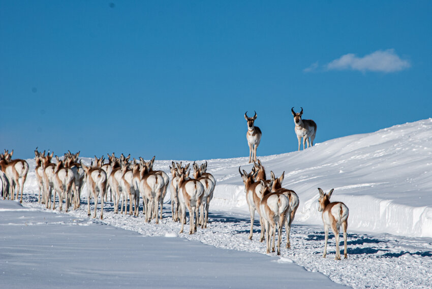 A herd of pronghorn antelope move through deep snow during the winter of 2022-2023.