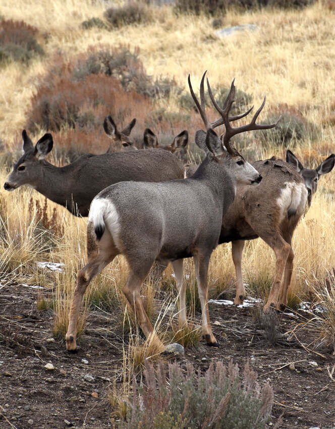 Mule deer migrate through the area known as the Fremont Bottleneck in November 2023.