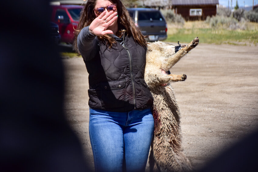 One resident's contact with the lens of this reporter’s camera is captured after his failed bid to block her from taking photographs of Anna Welsh loading the dead coyote into the back of a dark-colored pickup truck parked in the GRB’s lot. Welsh said she had nothing to do with the animal’s death and was just removing it. 