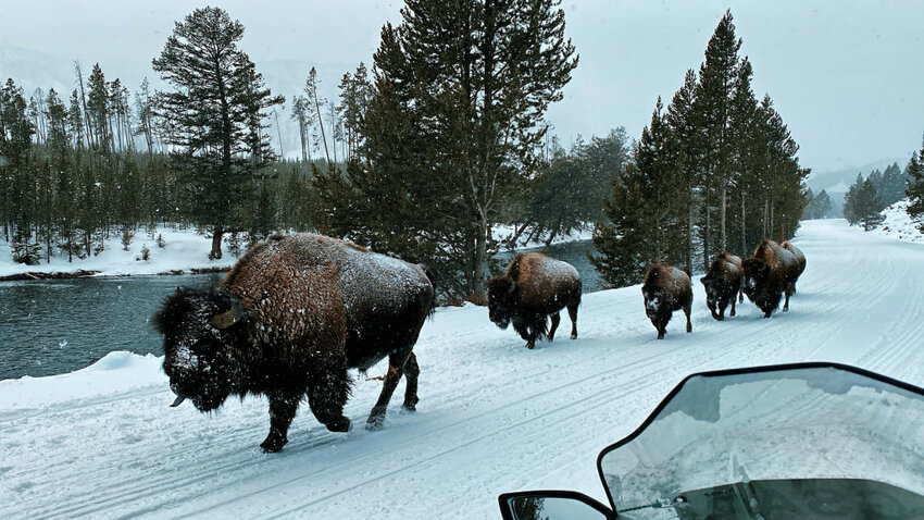 NPS releases bison management draft EIS for comment - Pinedale Roundup