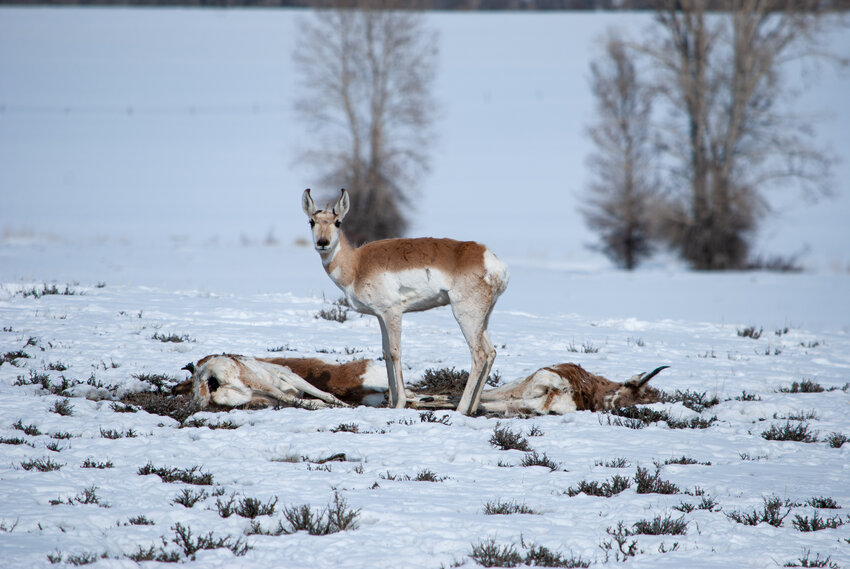 A lone surviving pronghorn antelope stands among the carcasses of its herdmates on Paradise Road between Boulder and Pinedale.