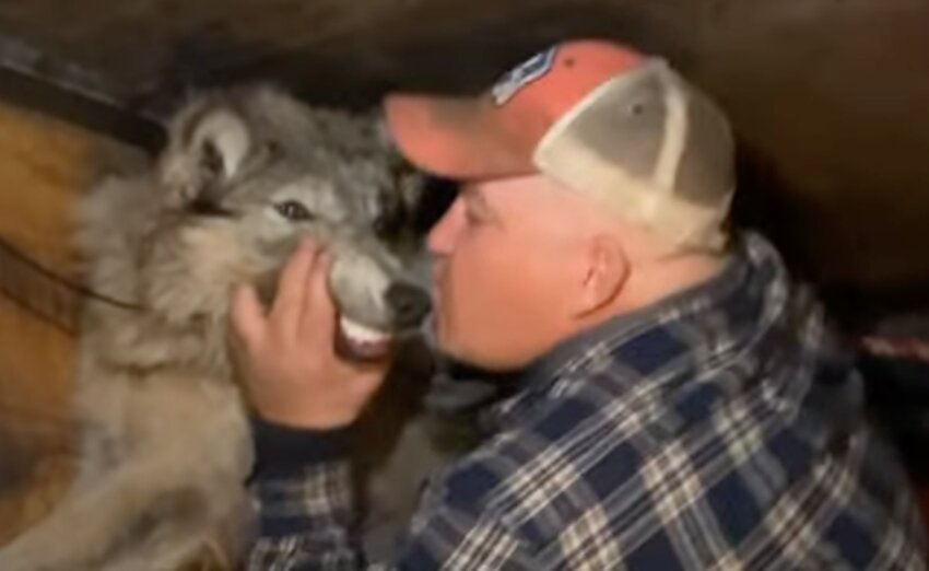 In this still image from leaked footage, Cody Roberts, 42, of Daniel, kisses the dying female wolf he ran over with his snowmobile and brought to the Green River Bar as the two lay on the tavern floor.