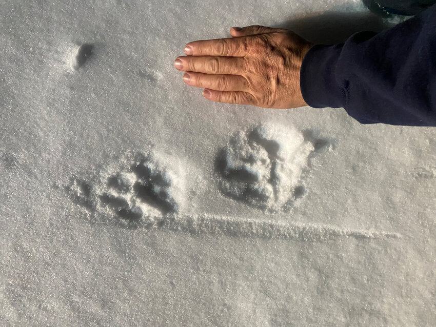A set of mountain lion tracks in the snow.