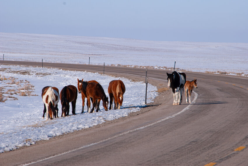 Wild horses graze near the highway in Sublette County.