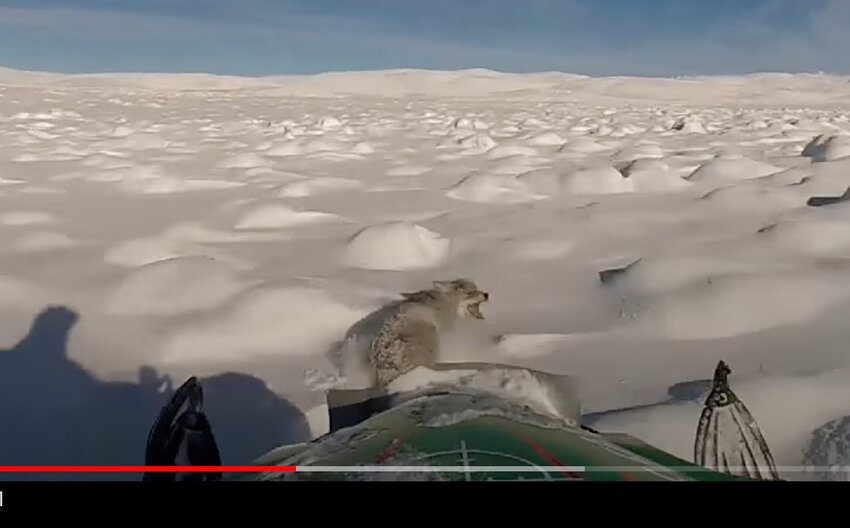 A coyote is about to be struck by a snowmobile. This image is a screenshot of a YouTube video titled “Running coyotes @wyohoundsmen.”