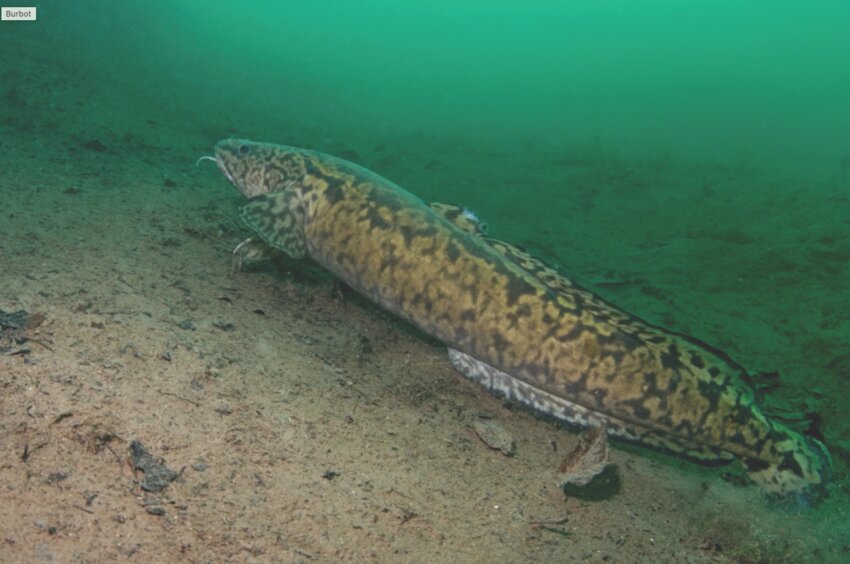 This burbot was captured trying to eat a good-sized rainbow trout at Flaming Gorge Reservoir.