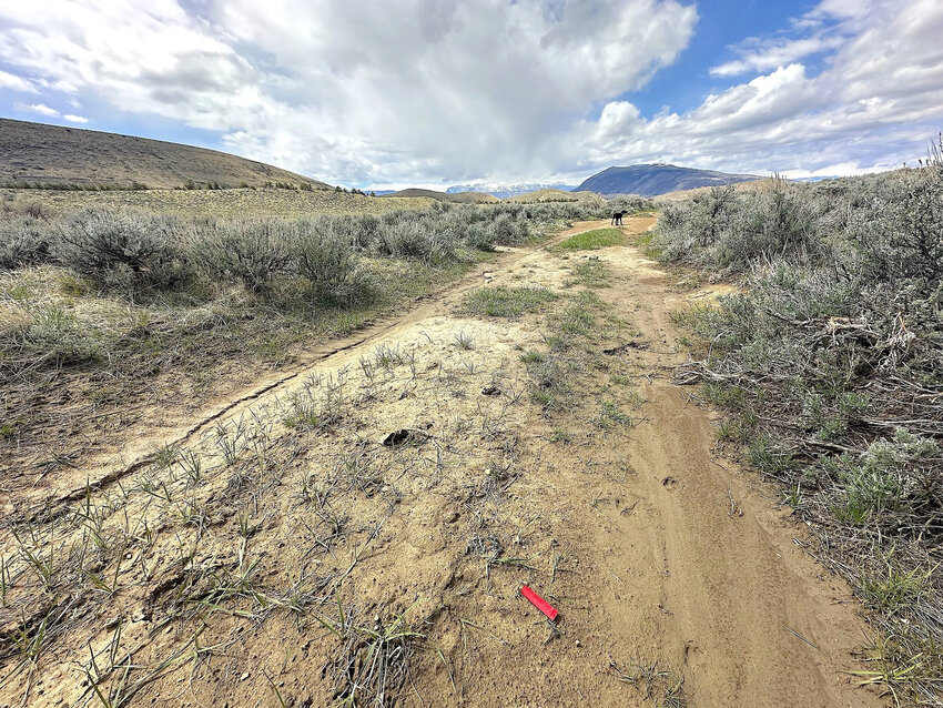 Sagebrush covers much of the state land slated to become the Wyoming State Shooting Complex. The southern third of the 2,036-acre site is designated as “core” habitat for noise-sensitive sage grouse, which gather and breed on two nearby leks.