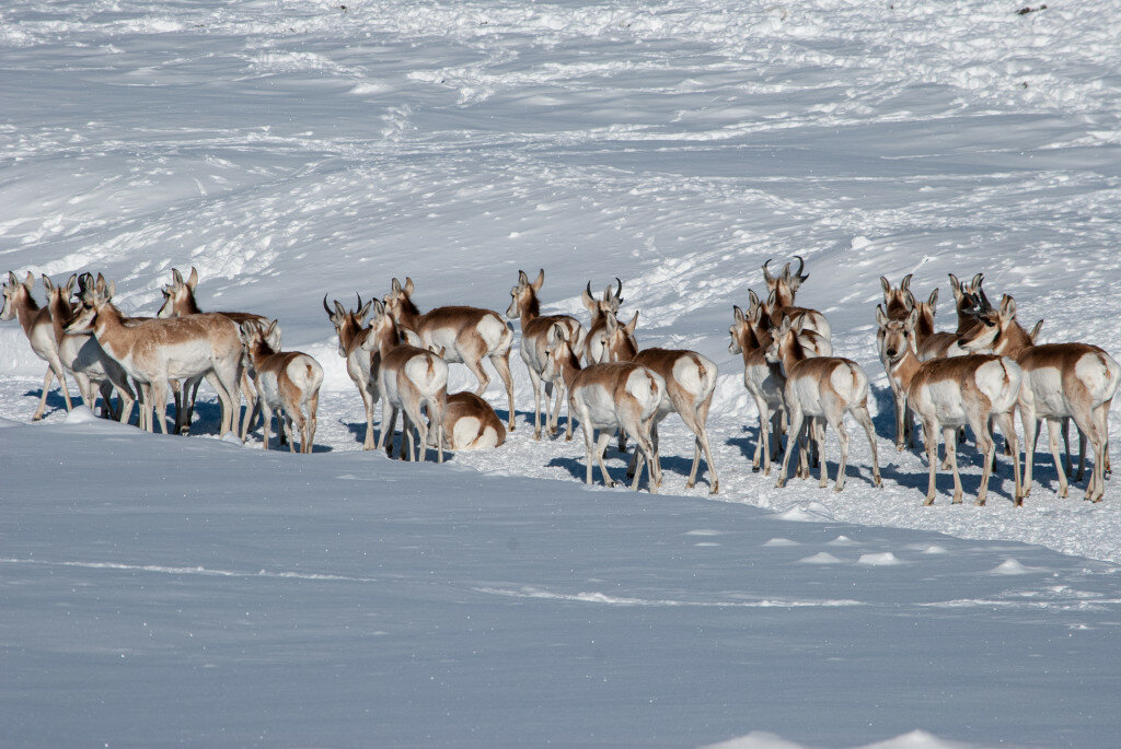 Cali O’Hare file photo
A large herd of pronghorn antelope took up residence in the Boulder Cemetery earlier in March. A pneumonia outbreak is killing droves of pronghorn south of Pinedale.