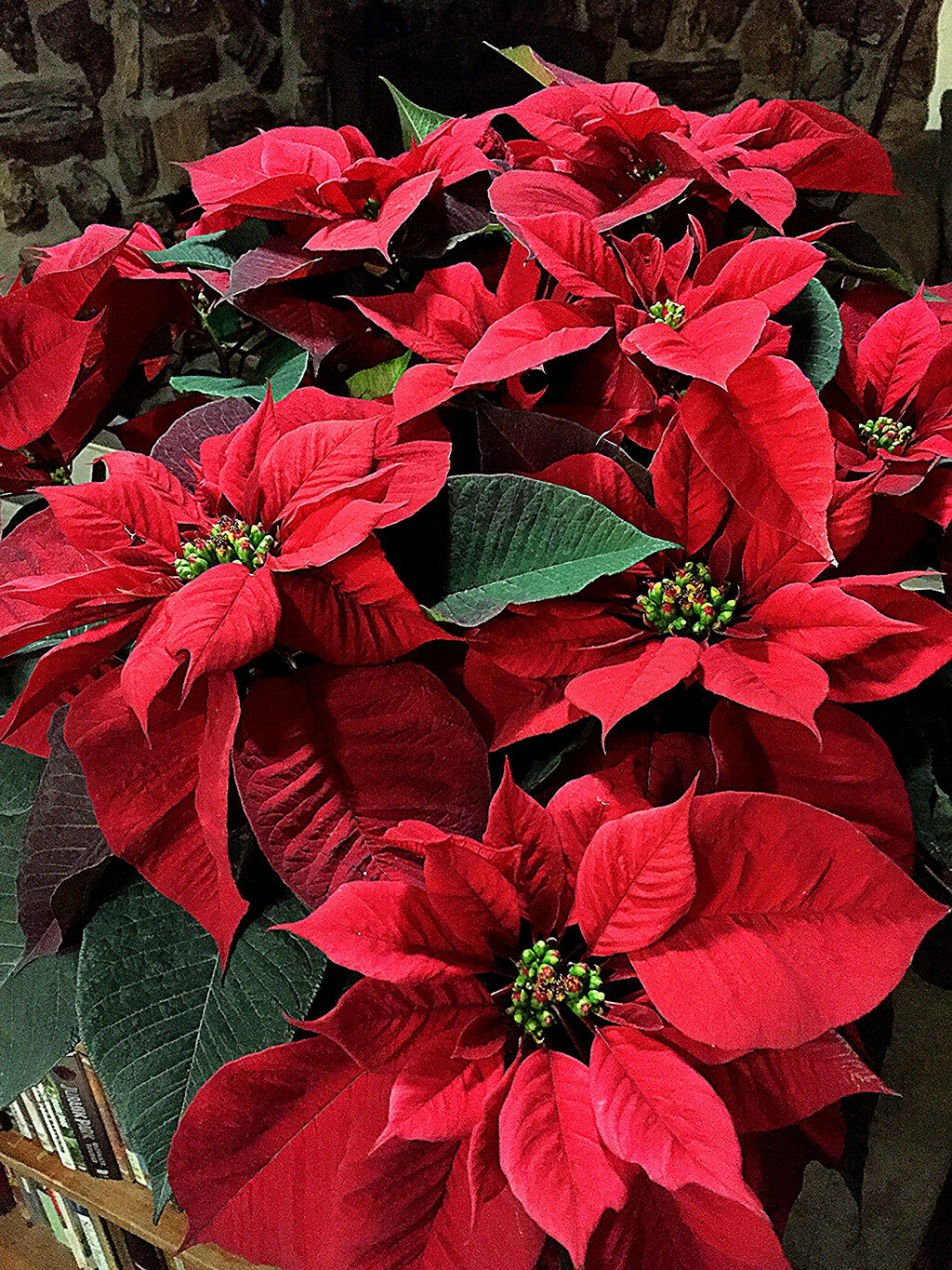 Cali O'Hare file photo.
Cultivated by the Aztecs of Mexico, the poinsettia was introduced in the United States in 1925 by Joel Poinsett, who discovered it while serving as U.S. ambassador to Mexico. Native poinsettias will grow 10 to 12 feet high.
