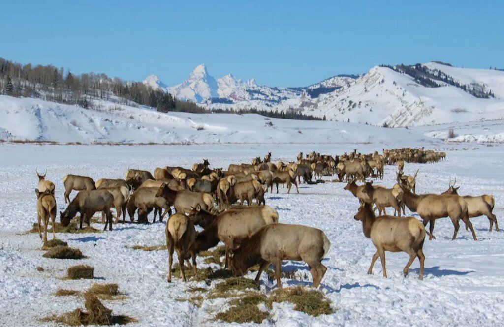 Elk reduction program begins Saturday, November 5 - Pinedale Roundup