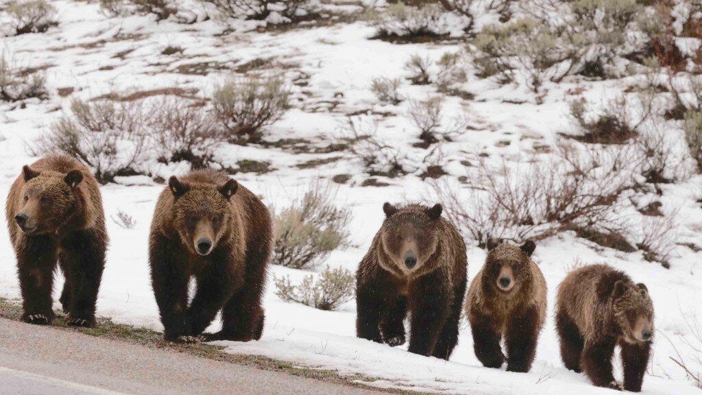 Sam Bland courtesy photo of Grizzly 399 and her four cubs.
