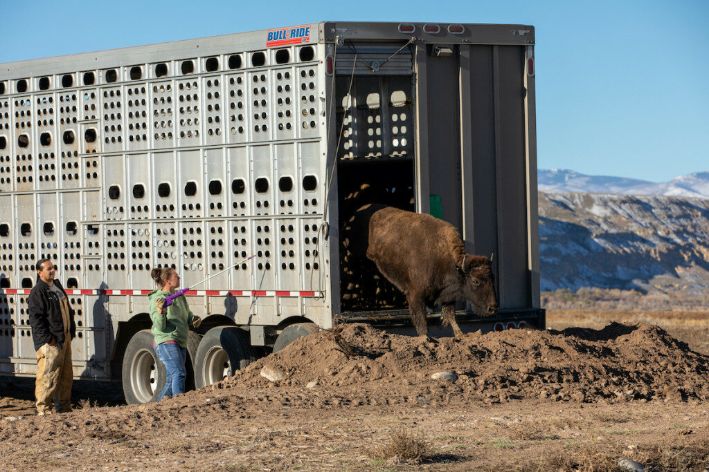 Brad Christensen, WyoFile.com photo
A buffalo emerges from a horse trailer at the Wind River Indian Reservation on on Oct. 16 following a long journey from Missouri. The buffalo was one of 24 released on the reservation recently.
