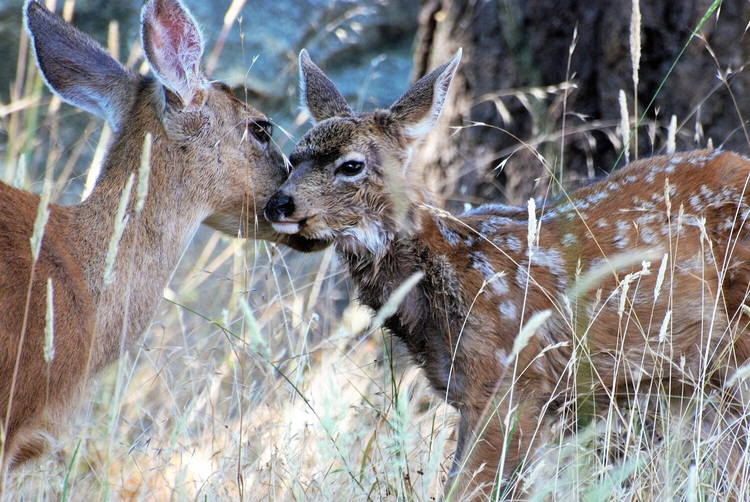 Severe weather during the 2022-23 winter had a huge impact on local mule deer herds.