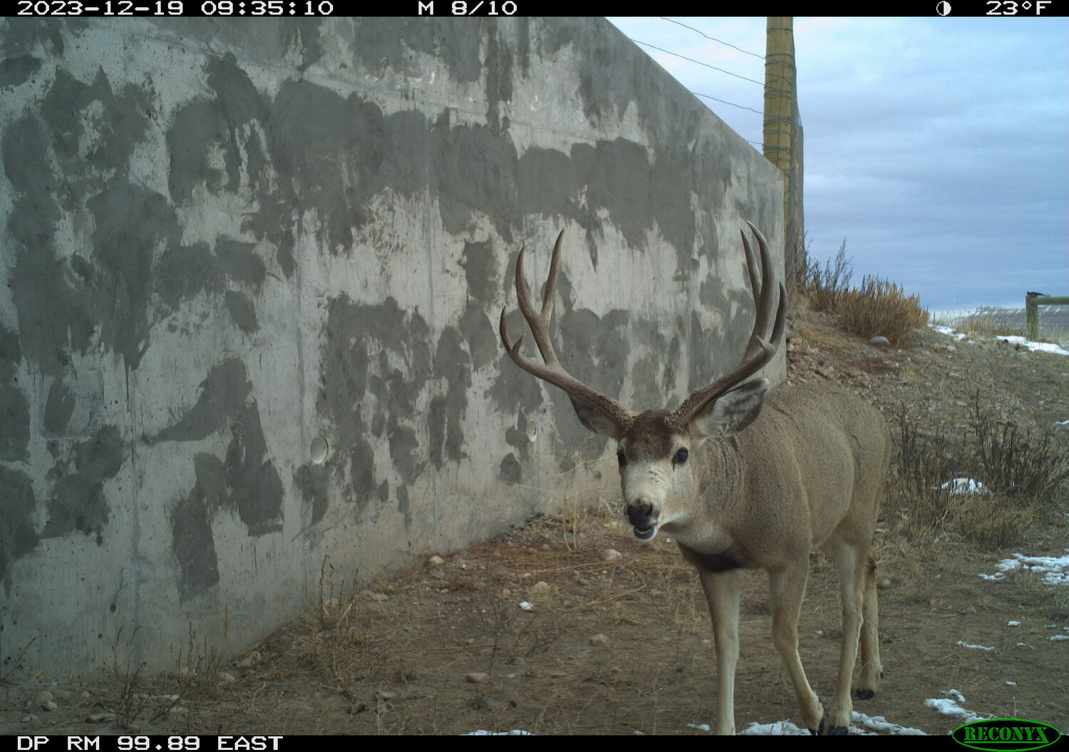 A buck mule deer utilizing an underpass to safely cross the highway between La Barge and Big Piney is captured on camera in this Dec. 19 photo.