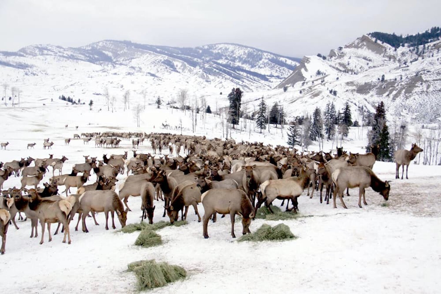 Elk chow down on hay at a state feedground in Northwest Wyoming.