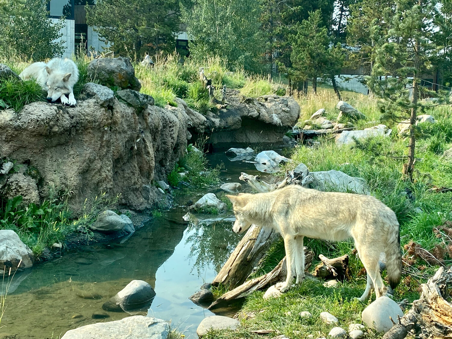 Wolves at the Wolf and Grizzly Bear Discovery Center in West Yellowstone, Montana, laze along a creek in this September 2022 file photo. Daniel resident Cody Robert was recently cited $250 for possession of a live wolf, which he allegedly tortured before killing. Animal welfare groups are calling upon Sublette County authorities to take action and bring felony-level penalties against Roberts.