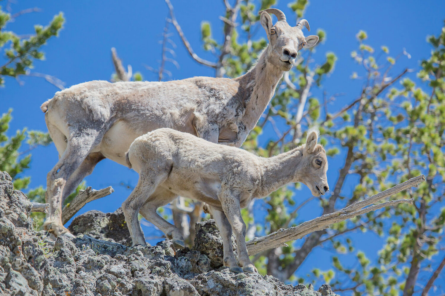 A bighorn sheep ewe with a lamb travel on Mount Washburn in Yellowstone National Park.