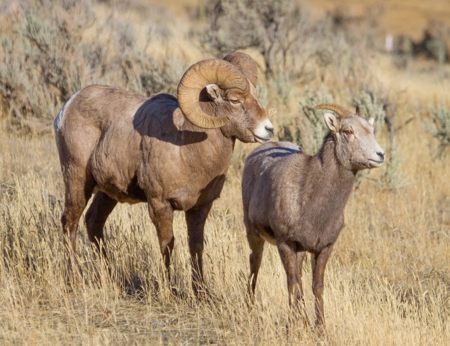 A ram and ewe bighorn sheep are pictured in Yellowstone National Park.