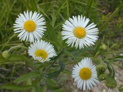 Instead of planting oxeye daisy, try planting a species of Erigeron or fleabane like the one pictured here.